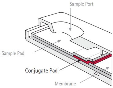 The conjugate pad as seen in Figure 2 can perform multiple tasks