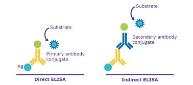 A diagram comparing Direct ELISA and Indirect ELISA techniques, illustrating the different steps and components involved in each method.