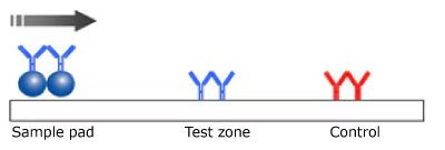 Illustration of a monotest monochromatic lateral flow test setup, depicting the test sample on the left, the antibody and microsphere in the center for reaction, and the control line on the right, with the sample flowing from left to right.