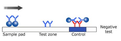 Illustration of a negative result in a monotest monochromatic lateral flow test, showing the test sample on the left, the antibody and microsphere in the center not reacting with the sample, and the control line on the right, with the sample flowing from left to right.