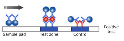 Illustration of a positive result in a monotest monochromatic lateral flow test, showing the test sample on the left, the antibody and microsphere in the center reacting with the sample, and the control line on the right, with the sample flowing from left to right.