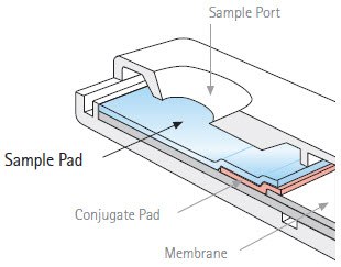 The sample pad as seen in Figure 1 can be used to perform multiple tasks, foremost of which is to promote the even and controlled distribution of the sample onto the conjugate pad. 