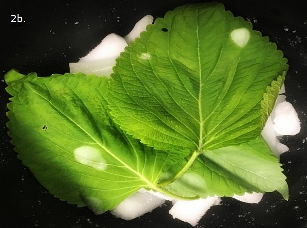 Two large green leaves placed against a dark background, with serrated edges and prominent veining, resting on a pile of white CO2 pellets (dry ice). The leaves have a few translucent white spots on their surface, indicating exposure to the freezing effect of the CO2.