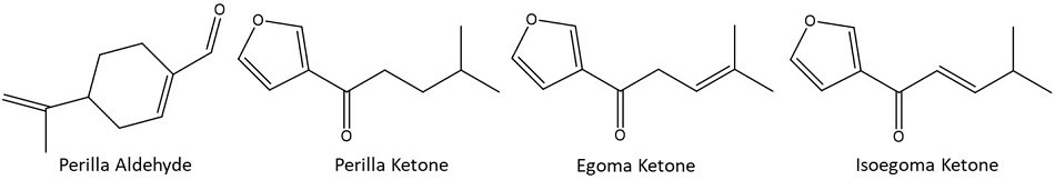 Chemical structures of four aroma-active compounds found in Perilla frutescens species. First from the left is Perilla Aldehyde that consists of a six-membered cyclohexene ring with a methyl group and an aldehyde functional group (−CHO) attached. It is followed by Perilla Ketone featuring a five-membered furan ring linked to a ketone group and a side chain with a methyl group. Then there is Egoma Ketone also including a furan ring, but with a longer side chain terminating in a methyl group. Last is Isoegoma Ketone, structurally similar to Egoma Ketone, differing in the configuration of its side chain. These compounds are responsible for the distinctive aromatic properties of Perilla frutescens.