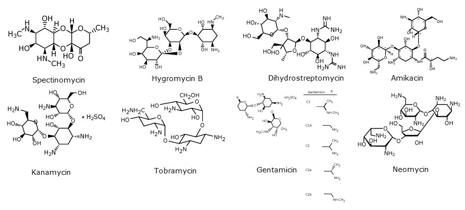 Chemical structures of aminoglycoside antibiotics in two rows. The first row shows the structures of spectinomycin, hygromycin B, dihydrostreptomycin and amikacin from left right. The second row shows kanamycin, tobramycin, gentamicin, and neomycin from left to right.