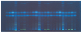 HPTLC Silica gel 60 F254s plate visualized under UV 366 nm for ascorbic and dehydroascorbic acid.