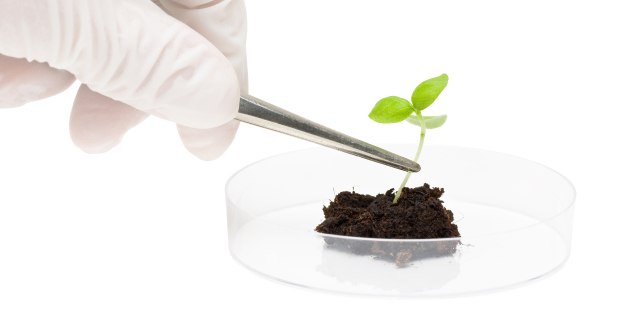 A gloved hand uses tweezers to position a small green seedling above dark soil in a clear petri dish.