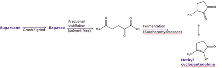 A synthesis diagram wherein sugar cane is crushed/ground into bagasse. The bagasse undergoes a solvent free, heat driven fractional distillation followed by yeast fermentation yielding methyl cyclopentenolone.