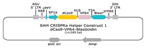 SAM CRISPRa Helper构建体1 dCas9 VP64杀稻瘟素