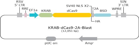 KRAB-dCas9-2A-Blast