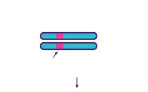 Digestion of Mismatched Duplexes - T7 Endonuclease I