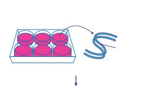 Gene editing experiment validation using T7E1 - Isolation of Genomic DNA - Modified Iocus