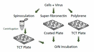 A diagram depicting the process of viral transduction in cells using spinoculation and different plate coatings. The sequence starts with "Cells + Virus," followed by spinoculation and centrifugation into a TCT plate. Subsequently, the cells are transferred to plates treated with either super-fibronectin or polybrene, leading to overnight incubation. Each step is represented by simple graphics and arrows indicating the flow of the process.