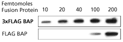 Western Blot of purified 3xflag