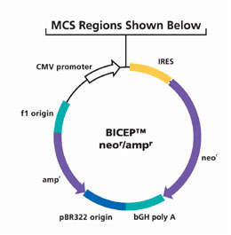 Bicep稳定表达载体