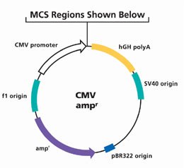 MCS Regions 