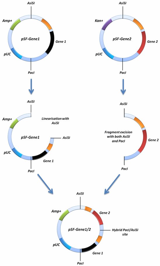 Diagramatical representation of the concatemerisation function of the SnapFast system