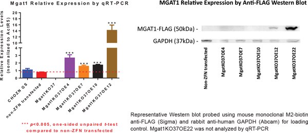 MGAT1KO37 OE Clones Have Higher MGAT1 Expression than the Wildtype Cell Lines