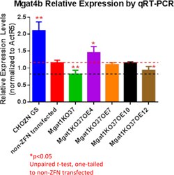 MGAT1KO37_OE4 Have Higher Mgat4b Expression Compared with the Host Cell Lines