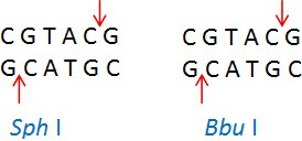 Sph&nbsp;I (CGTAC/G)和Bbu&nbsp;I (CGTAC/G)