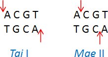 Tai I (ACGT/) and Mae II (A/CGT)