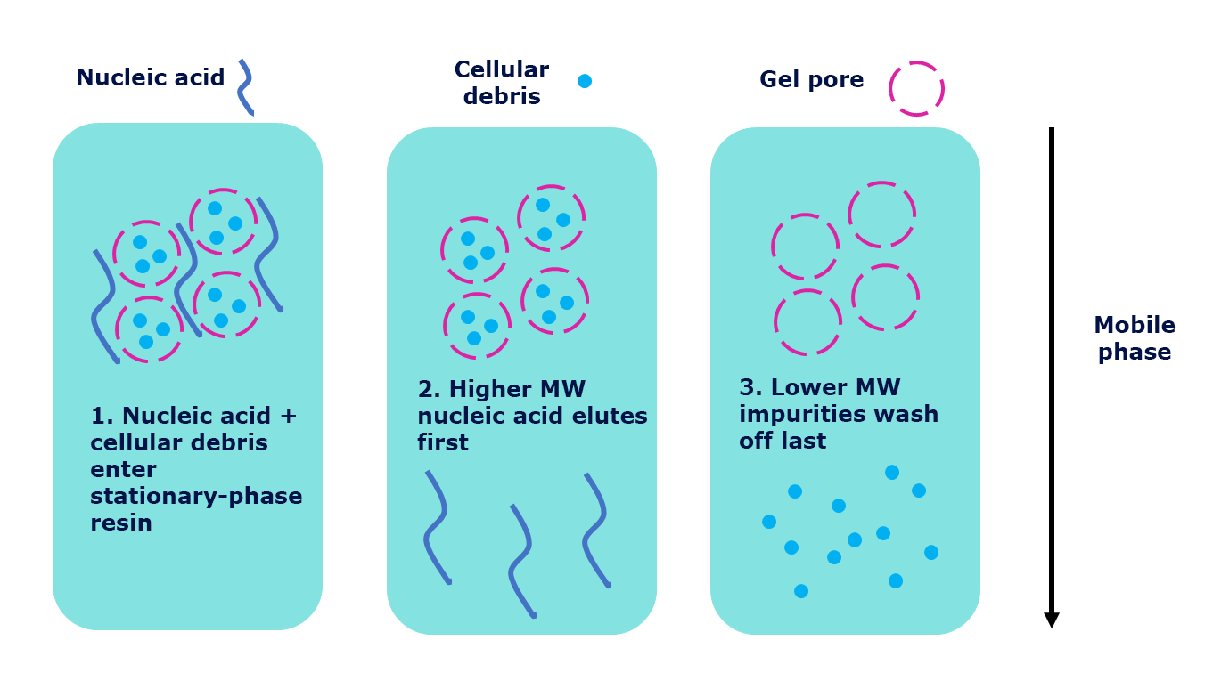 Purification of nucleic acid using negative chromatography (size exclusion) techniques.