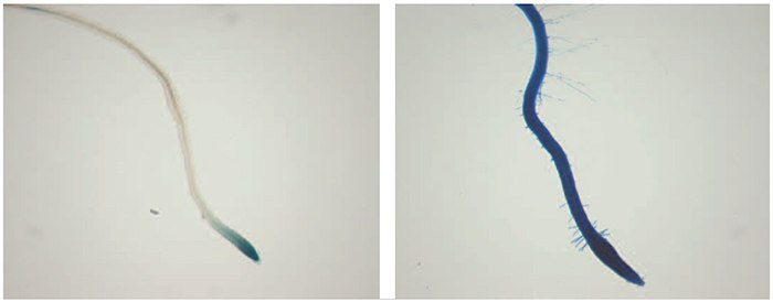 Histochemical staining of roots from control (left) and NAA-induced (right) DR5::GUS seedlings.