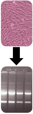 ECACC Nucleic Acids