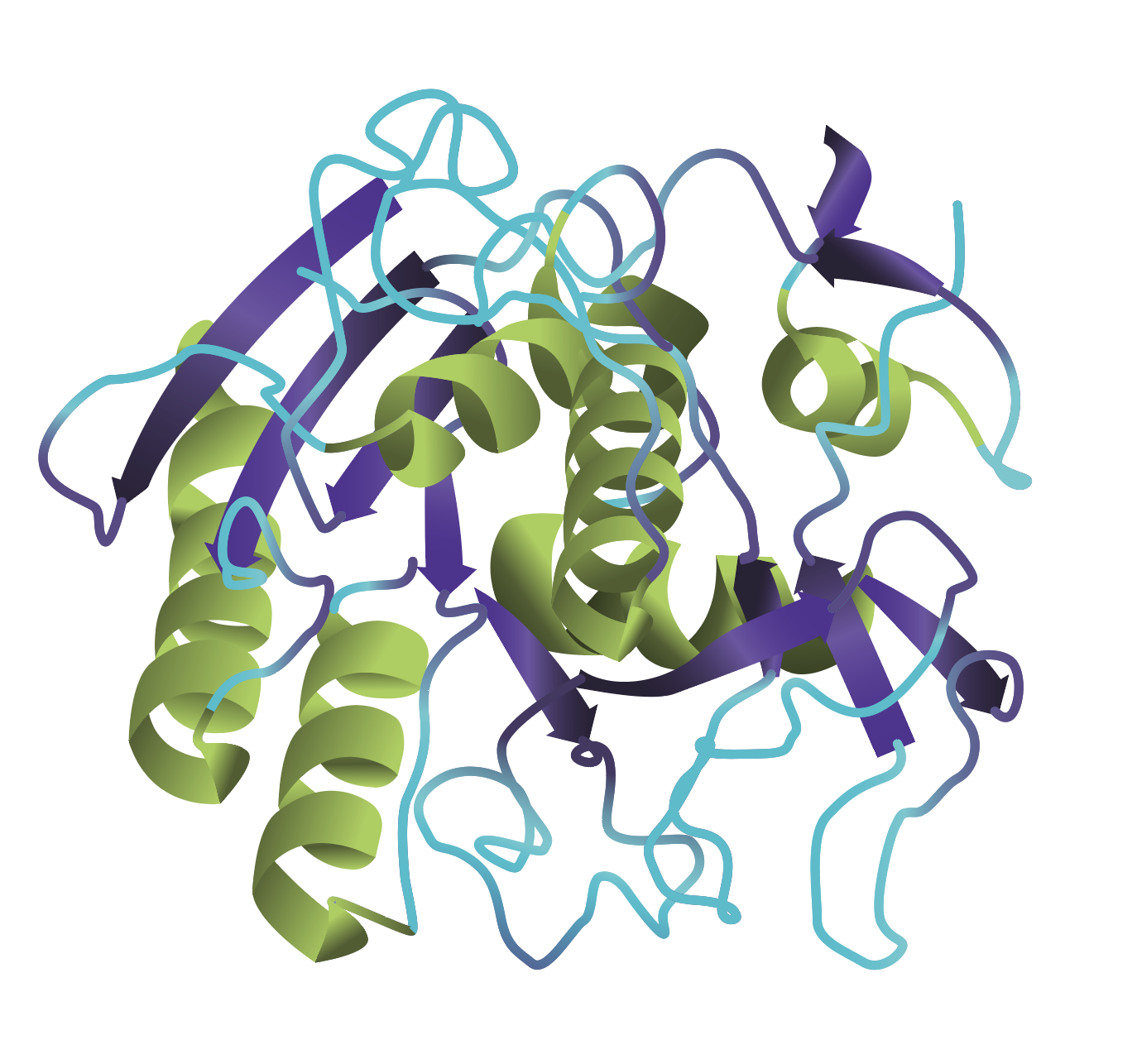 The 3D ribbon structure of proteinase K showing alpha helices in green, beta sheets in purple, and other aa stretches in blue