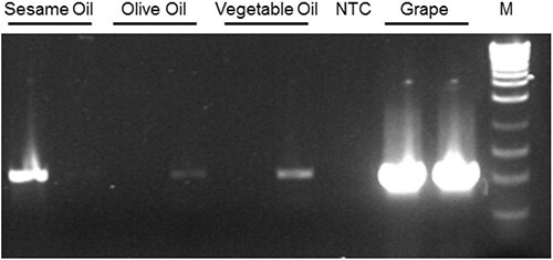 18S rDNA amplicons following end-point PCR of DNA samples