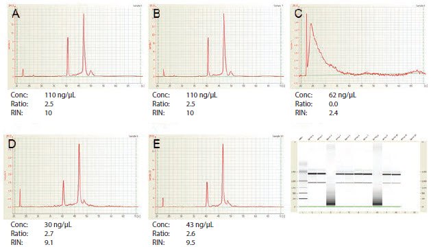 RNA样品A-E的Agilent 2100 BioAnalyzer分析