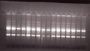 Gel electrophoresis of 16 of the RNA samples from ECACC cell lines showing un-degraded RNA with strong 28S ribosomal bands.