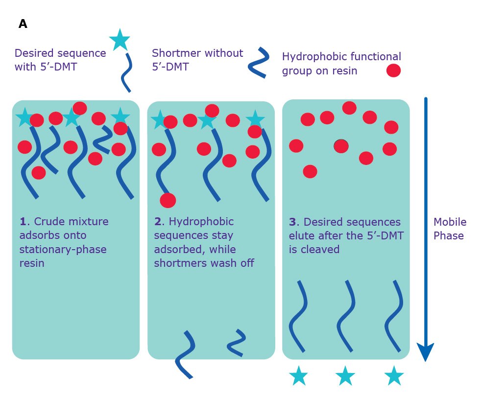 Separation via RP-HPLC