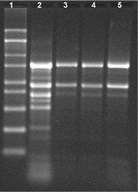 Total RNA extracted from 100 mg of Jatropha tissue