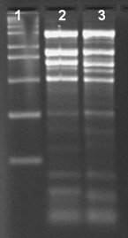 Effect of Storage on RNA quality - Total RNA Isolation from rice and cotton using the Spectrum™ Total RNA kit