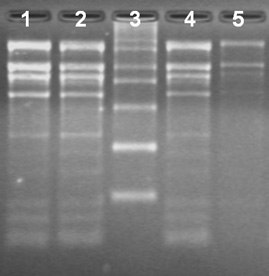 Total RNA Isolation from different ages of rice leaves using the Spectrum™ Total RNA kit