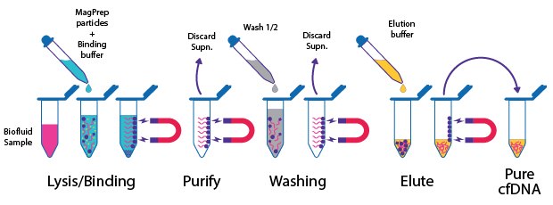 Illustration depicting the process of cell-free DNA (cfDNA) isolation using the Ultra pure MagPrep® cfDNA Isolation Kit.