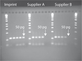 Superior Sensitivity. Bisulfite modification was performed on decreasing concentrations of human genomic DNA using Imprint (Cat. No. MOD50) and kits from two other suppliers. Methylation-specific PCR (MSP) was then performed on all samples using ß-actin gene-specific primers (109 bp amplicon). For all suppliers lanes from left to right are 100 ng, 10 ng, 1 ng, 100 pg, 50 pg, and no sample, respectively. Suppliers C and D (not shown) have no product at 50 pg. These results demonstrate the superior sensitivity of the Imprint kit relative to other suppliers.