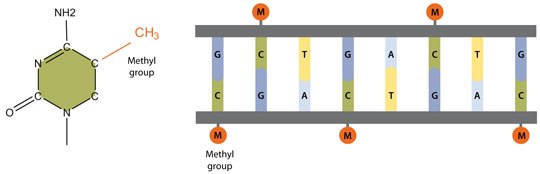 DNA methylation