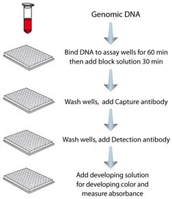 MDQ1 Step-wise Protocol