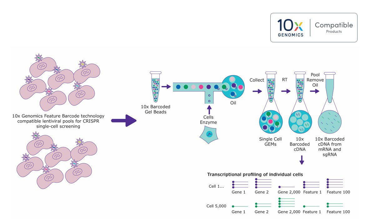 Pooled CRISPR Screening with 10x Genomics Compatibility