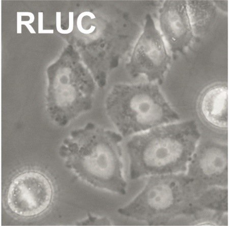 RLUC