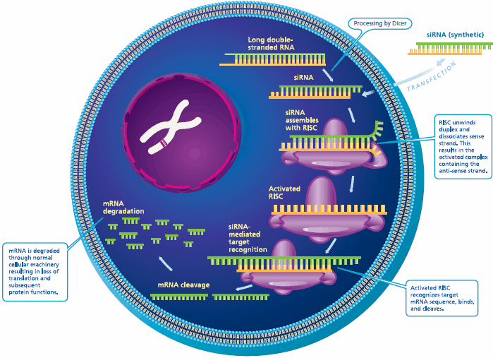 Biological mechanism of RNAi.