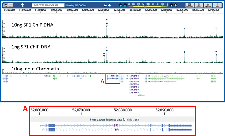 Effective ChIP and reliable next-generation sequencing library construction from limited amounts of DNA