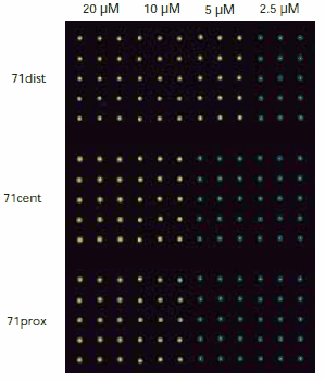 Fluorescence image measured with a confocal microscope. The spot-to-spot distance is 500 μM