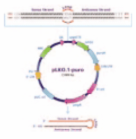 pLKO.1-puro vector.