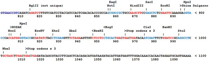 Most SnapFast plasmids