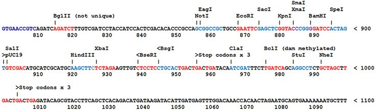 Most SnapFast plasmids