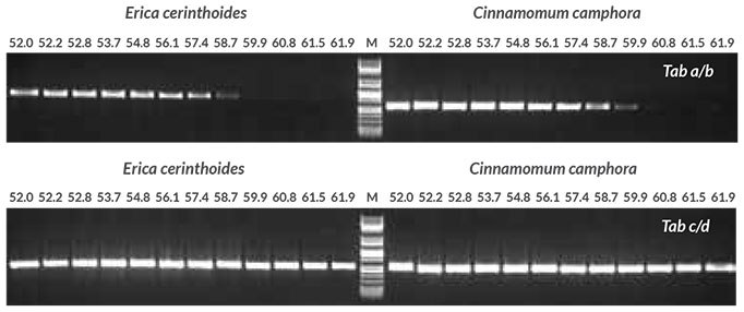 Annealing temperature optimization with purified DNA Annealing temperature gradient PCR (52 to 62° C) was performed to determine the optimal annealing temperature for two primer sets targeting the trnL intron, Tab a/b and Tab c/d (Taberlet et al.). Reactions (50 μL) contained 1X KAPA Plant PCR Buffer (providing 1.5 mM MgCl2 and 0.2 mM of each dNTP), 0.3 μM of each primer, 1 U of KAPA3G Plant DNA Polymerase and 1 μL of purified DNA extracted from Erica cerinthoides and Cinnamomum camphora using the QIAGEN® DNeasy Plant Mini Kit (10 ng per reaction).