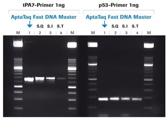 采用AptaTaq™ Fast PCR预混液进行PCR扩增